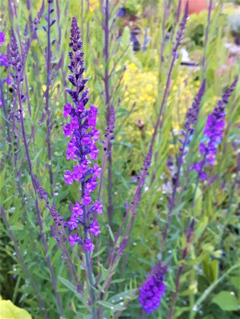 Tall Green Plant With Purple Flowers Top 10 Blue Perennials For