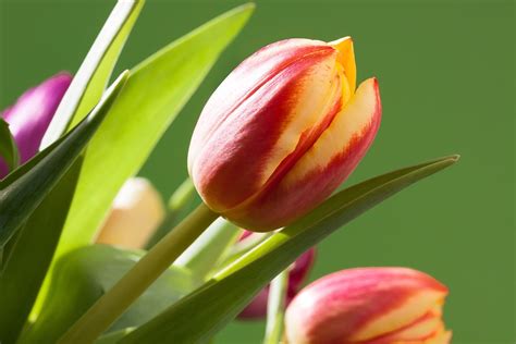 Tulip Seikat Bunga Musim Semi Foto Gratis Di Pixabay