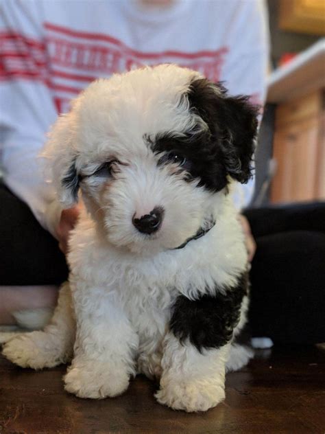 The Cutest Little Sheepadoodle Puppy Youve Ever Seen Promise