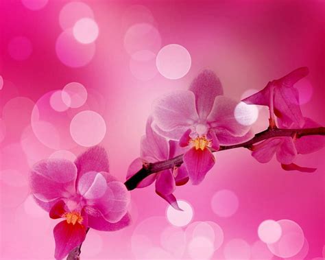 Pink Orchids Flowers Orchids Bokeh Pink Hd Wallpaper Peakpx