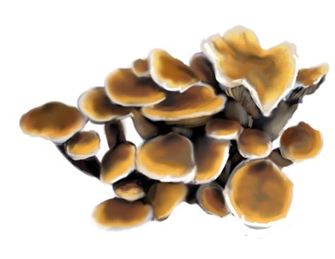 Birch, beech, and a (2012). Black Poplar Mushroom by emptypulchritude on DeviantArt