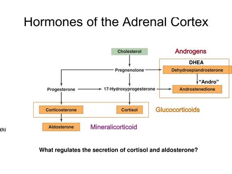 Ppt Monday 19 September Chapter 11 The Endocrine System Powerpoint