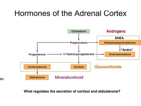 Ppt Monday 19 September Chapter 11 The Endocrine System Powerpoint Presentation Id144934