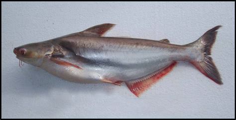 Permintaan daging ikan patin yang berwarna putih sangat besar dan terus meningkat. Ikan Patin | Budidaya Ikan | Ikan Hias | Resep Ikan ...