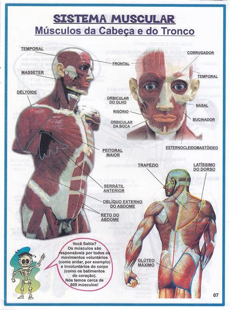 Atlas Ilustrado Do Corpo Humano