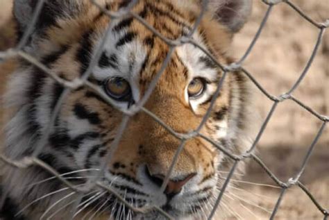 Les Animaux Des Zoos Condamnés à Une Vie Derrière Les Barreaux