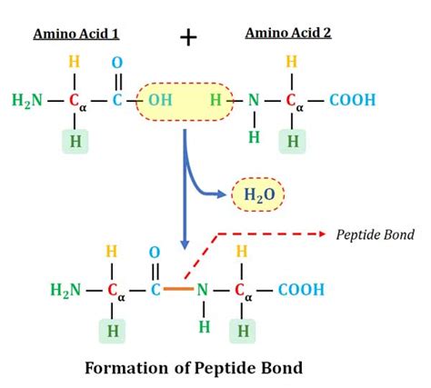 Formation And Characteristics Of Peptide Bond In Proteins