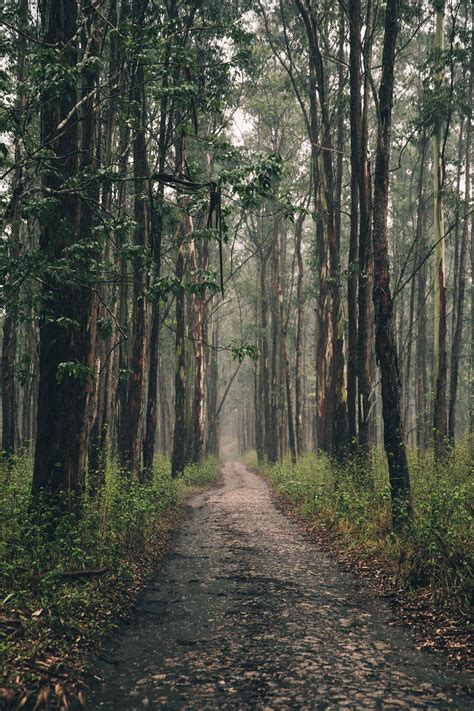 Picture Of Long Forest Path Free Stock Photo