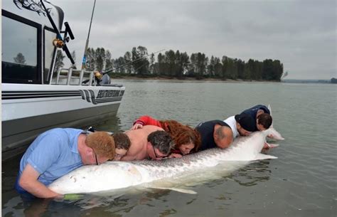 International Fishing News Canada Brithis Columbia 1000 Pound Sturgeon