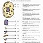 Organelles Of The Plant Cell Worksheets