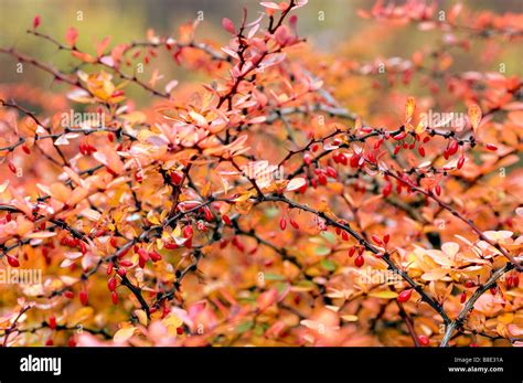 Yellow And Red Autumn Foliage And Berries Of Japanese Barberry Hi Res