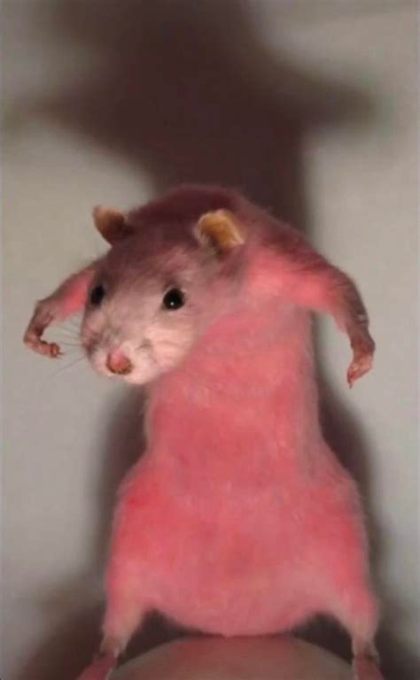 Create Meme Hamster Hamster Pictures Meme