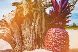 Free stock photo of fruit, pineapple, summer