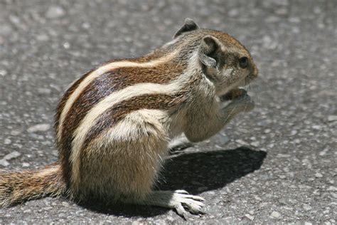 Five Striped Palm Squirrel Also Known As Indian Palm Squir Flickr