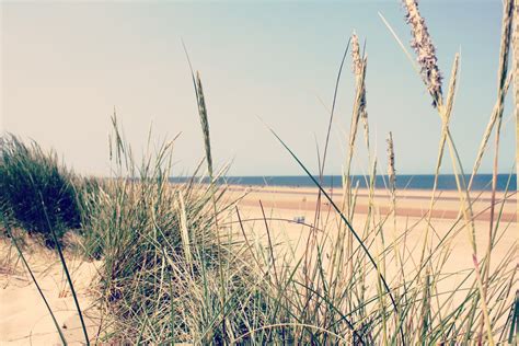 Безплатна снимка плаж море крайбрежие дърво вода природа пясък