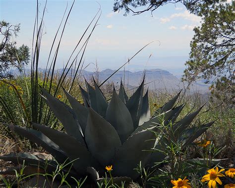 Top 106 Imagenes De Flora De Coahuila Destinomexico Mx