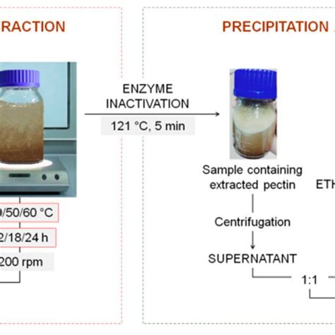 Procedure Applied For The Enzyme Assisted Extraction Of Pectin From