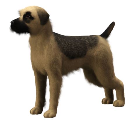 Border Terrier Sims United Kennel Club