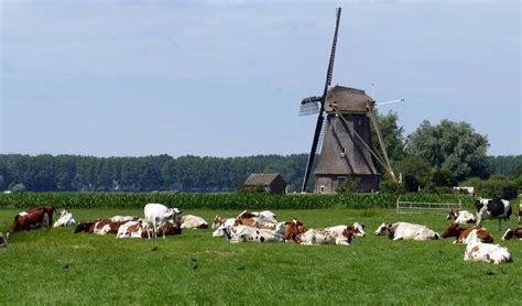 avrupa birliği hollanda daki besi çiftliklerini azaltma planını onayladı hollanda haber