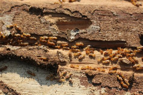 We specialize in residential and commercial pest control and termite control service, gladly serving the entire tulsa metroplex. Termite Control Services In West Tennessee | Okeena Pest ...