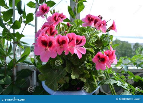 Beautiful Pink Geranium Pelargonium Flowers Garden On The Balcony With