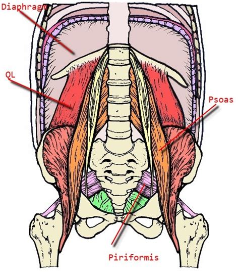 What Is The Muscle On Lower Back Above Hip Lower Back Muscle Spasms