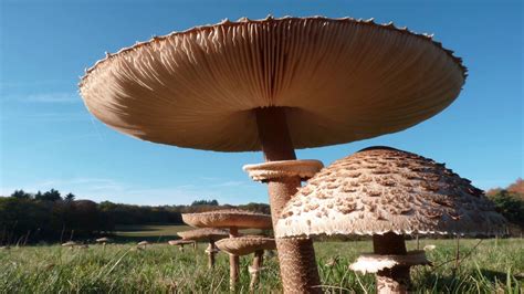Giant Mushroom Youtube