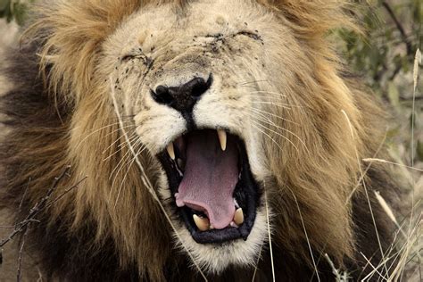 Lion Yawn King Of The Jungle Free Photo On Pixabay Pixabay