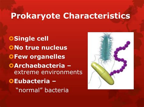 Ppt Prokaryotes Bacteria And Viruses Powerpoint Presentation Id2817256