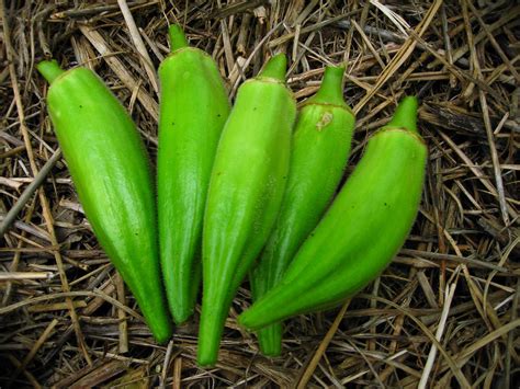Translate to spanish where can i buy a hamburger. Gold Coast Okra, bulk size: 28 g : Southern Exposure Seed ...