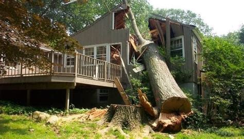 What To Do When A Tree Falls On Your House