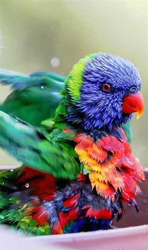 This Is Another Strange Exotic Beauty Nature Birds Nature Animals