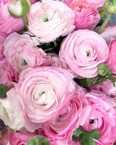Fresh flowers, gift baskets for all occasions including birthday, anniversary and sympathy flowers. Pink ranunculus | Beautiful flowers, Flowers bouquet ...