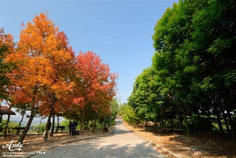 See more of 楊棠大大 on facebook. I Love Hong Kong - 我愛香港: 元朗大棠紅葉