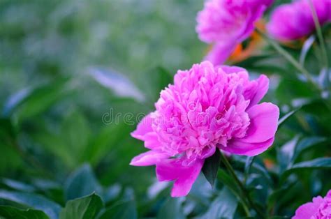 Pink Color Peonies Flower Pink Peony Flowers In Garden Stock Photo