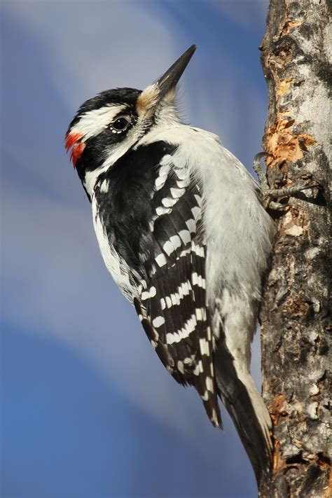 Woodpecker damaging siding - Evergreen Expert
