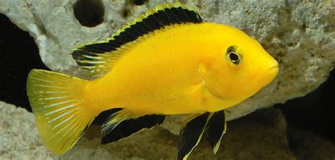 11 Best Fish For Your Home Aquarium