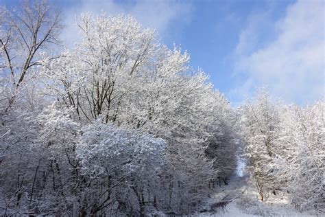 Sunny Winter Scenery Free Stock Photos Rgbstock Free Stock Images
