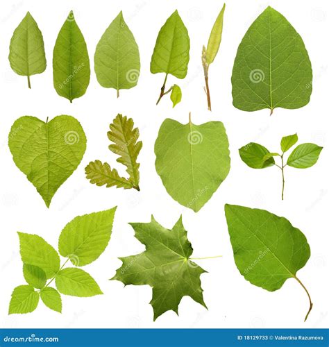 Collection Green Tree Leaves High Resolution Stock Image Image Of
