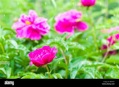 Early Summer Flowering Geranium High Resolution Stock Photography And