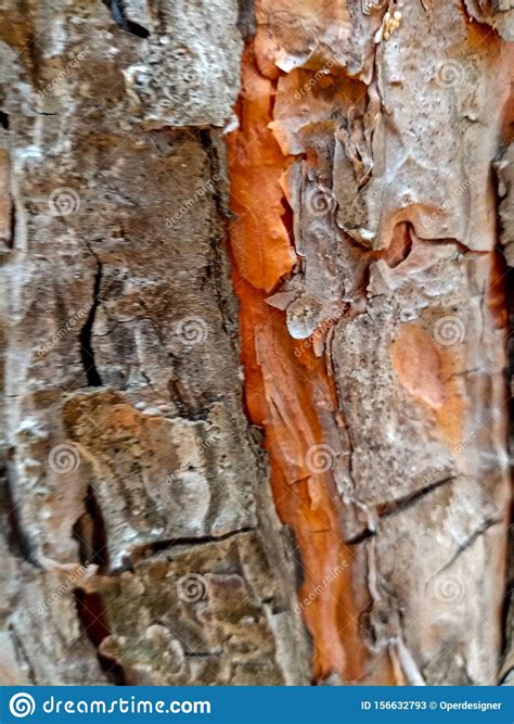 Bark Of A Spruce Tree Pine Nature Stock Image Image Of Plant