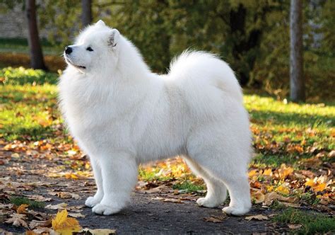 Samoyed White Dogs Dogs
