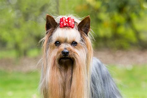 Yorkshire Terrier Breeds A To Z The Kennel Club