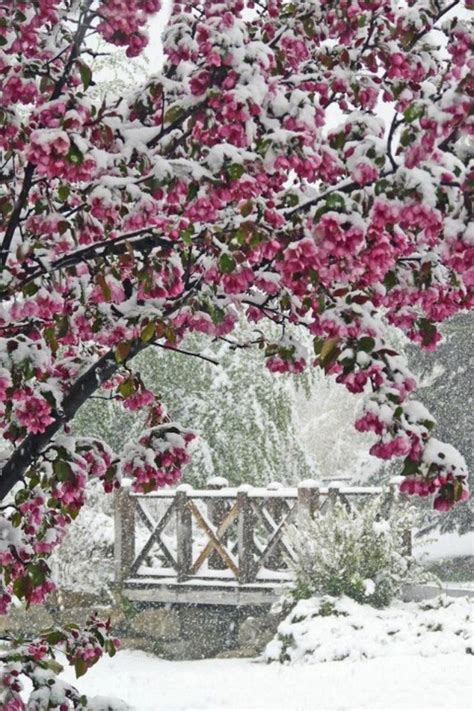 Snow On Cherry Blossom Trees Winter Pictures Winter Scenery Winter