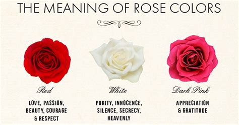 A Guide To Rose Color Meanings Vlrengbr