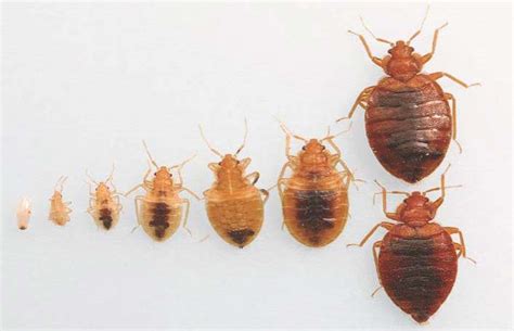11 Bed Bugs Facts You Need To Know To Defeat Them Pest Hacks