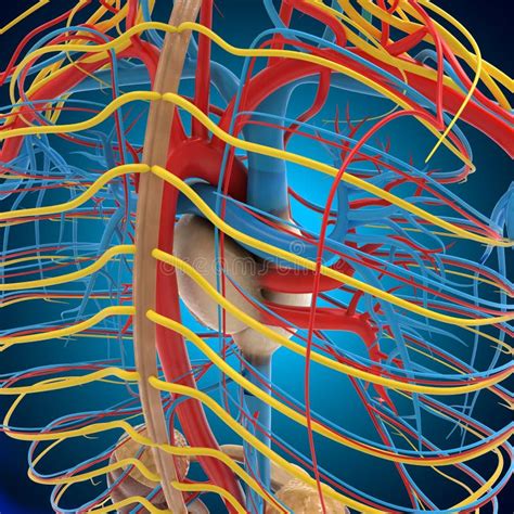 Anatomia Del Sistema Circolatorio Umano Con Cuore Per Concetto Medico