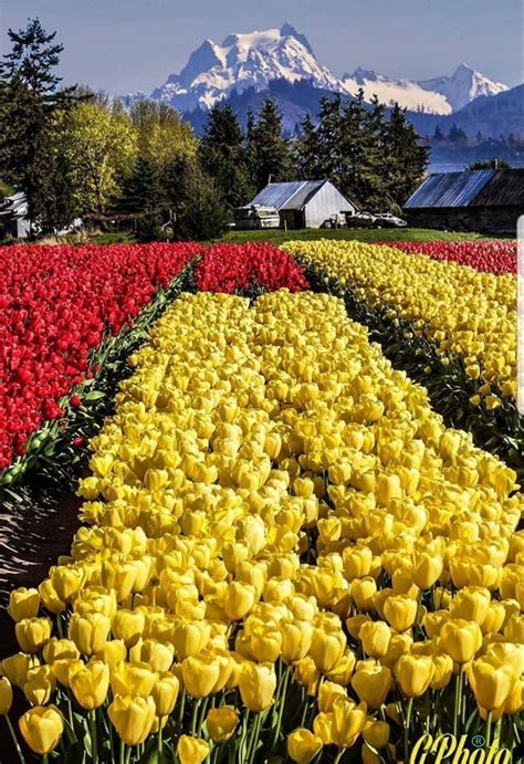 Tulips In Washington State In 2020 Landscape Photography Landscape