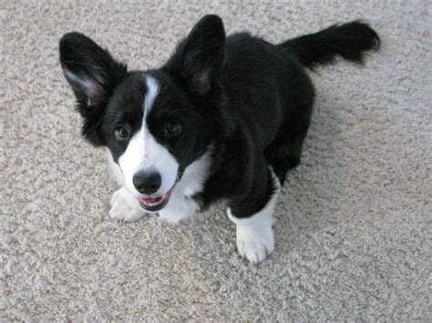 1280 x 720 jpeg 239 кб. Corgi Collie Mix Puppies For Sale | PETSIDI