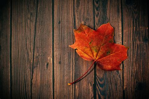 Hd Wallpaper Autumn Fall Leaf Wood Board Rustic Dark Red